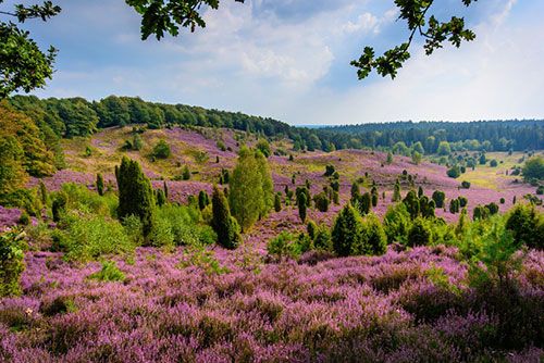 Lüneburger Heide